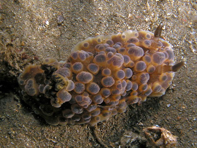 Dendrodoris gunnamatta